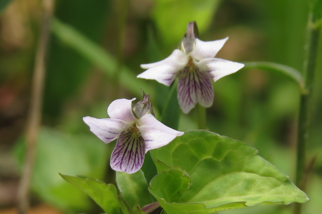 夢心地～フモトスミレ