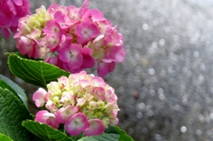 せせらぎと紫陽花