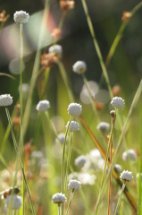 湿原の花たち～シラタマホシクサ朝陽受け