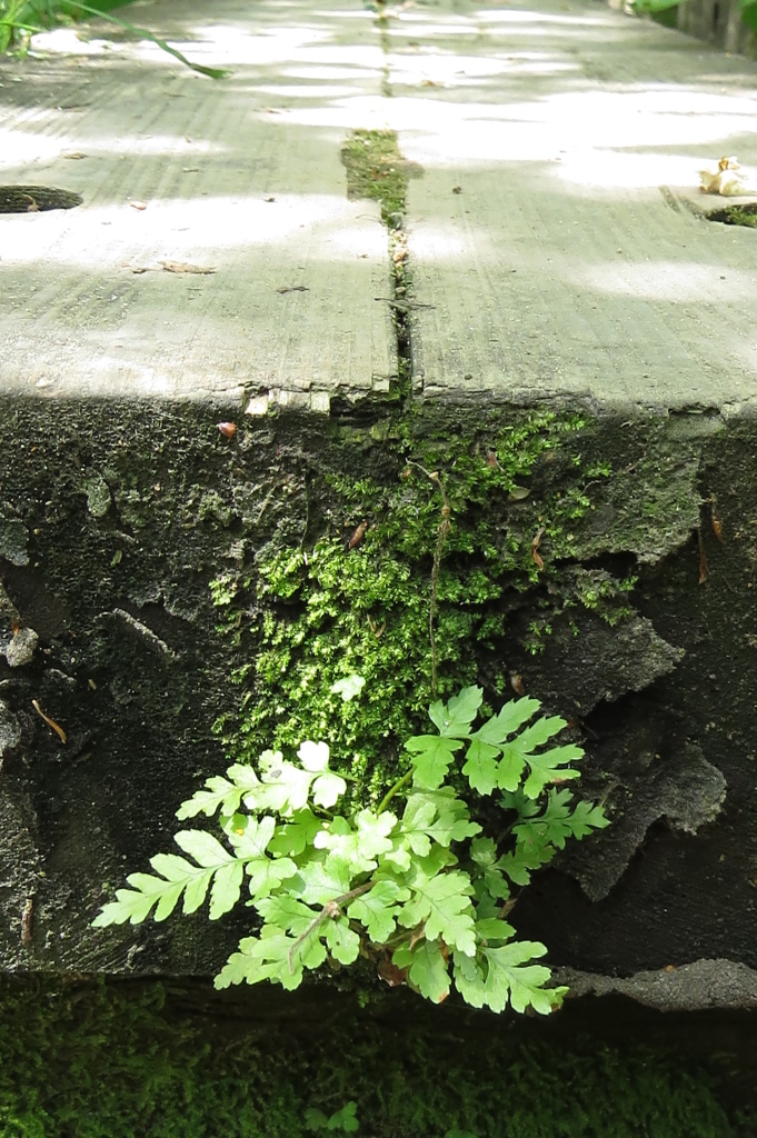 湿原の道～若葉伸び