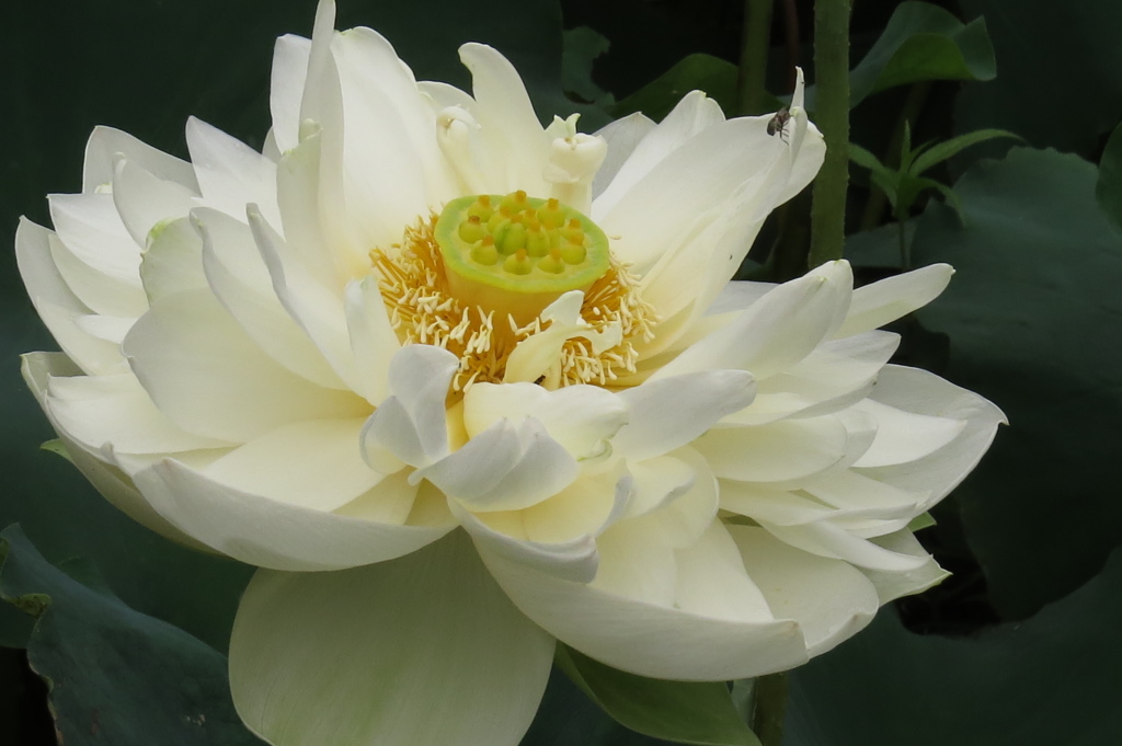 夏の正装～白蓮