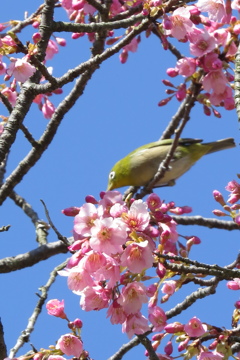 主役は桜の花たち