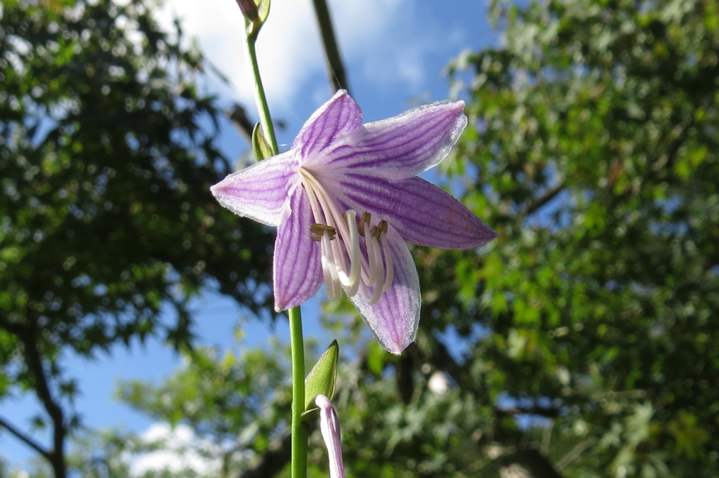 湿原の花たち～ミズギボウシ