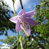 湿原の花たち～ミズギボウシ