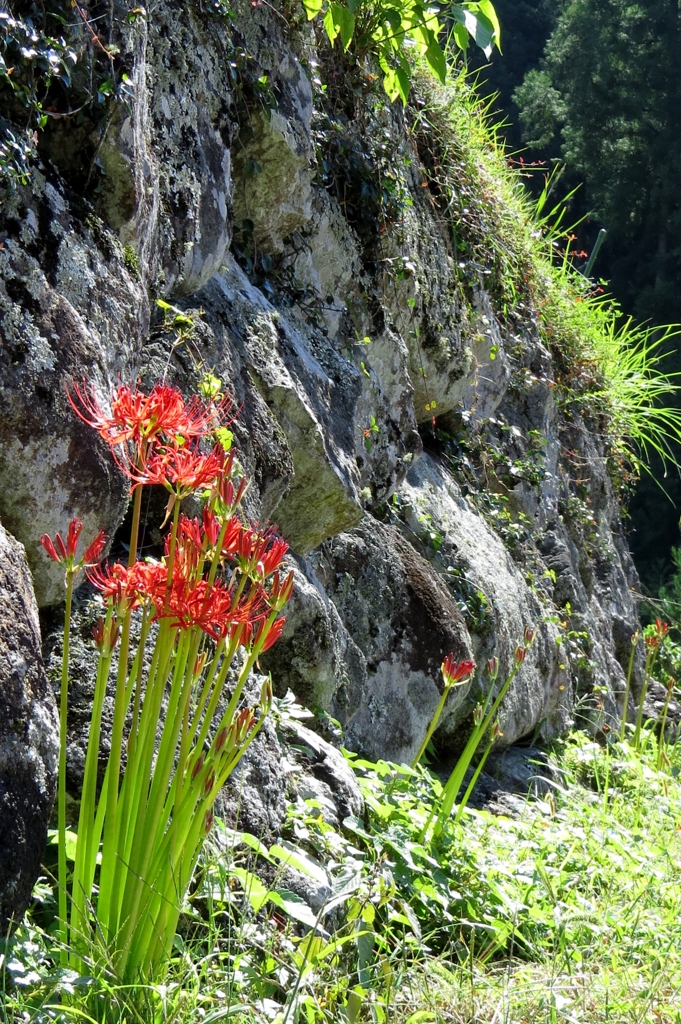 棚田秋～苔生す石垣と彼岸花