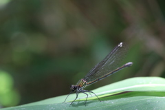 ニホンカワトンボ♀