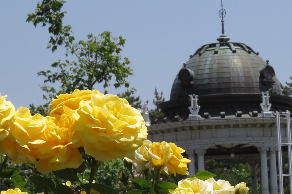 鶴舞公園の薔薇たち～黄色