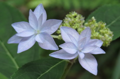 いよいよ季節～額紫陽花