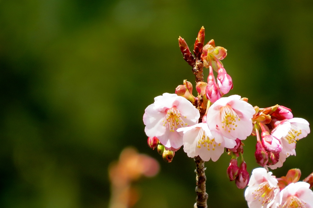 熱海桜～二分咲き