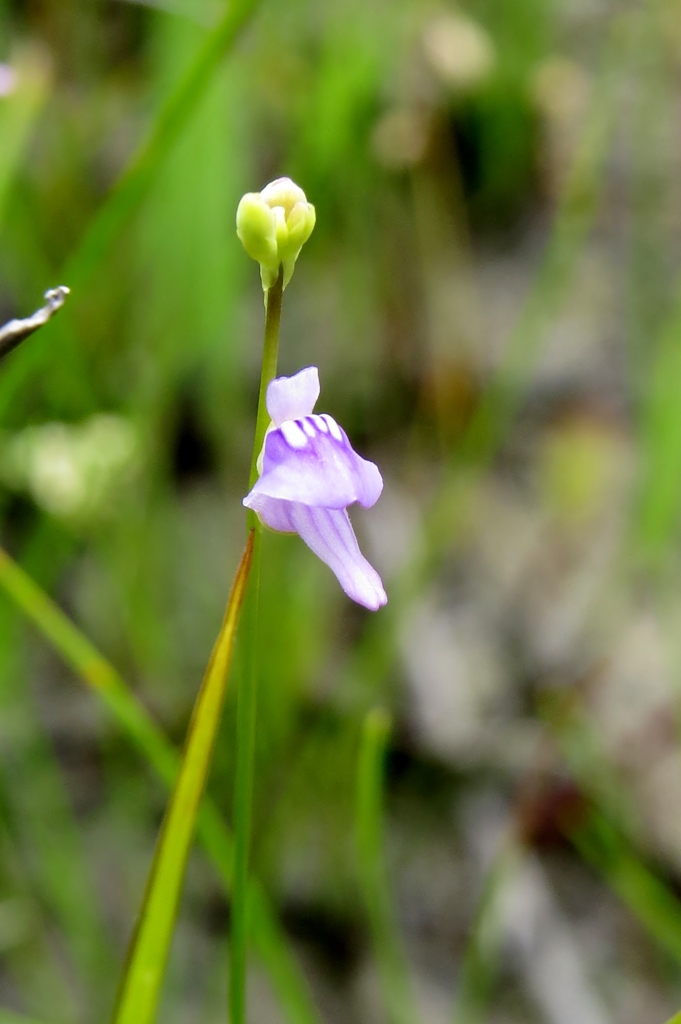 湿原の花たち～ホザキノミミカキグサ