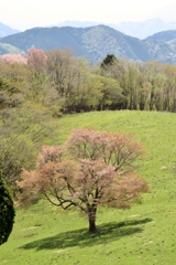 高原の一本桜