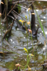 湿原の花たち～ミミカキグサ