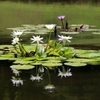 都会の静けさ～睡蓮
