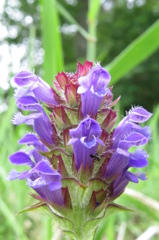 湿原の花たち～ウツボグサ