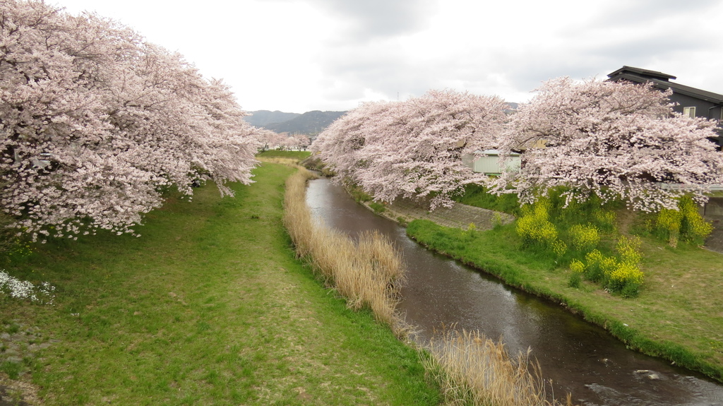 音羽川の春