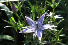 秋の日差しに開く～センブリの花