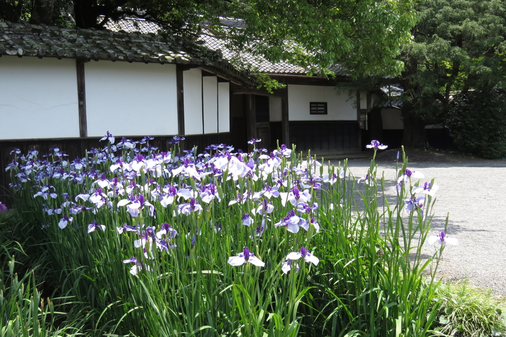 花菖蒲と白壁