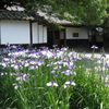 花菖蒲と白壁