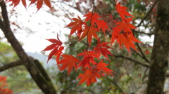 宮島紅葉谷
