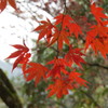 宮島紅葉谷