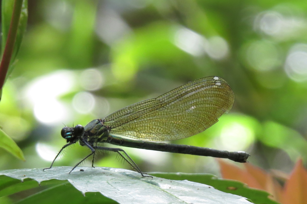 湿原の生き物たち～カワトンボ