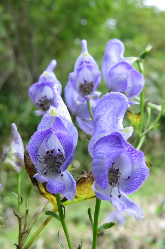 高原の花たち カワチブシ ヤマトリカブト By 0gravity Id 写真共有サイト Photohito