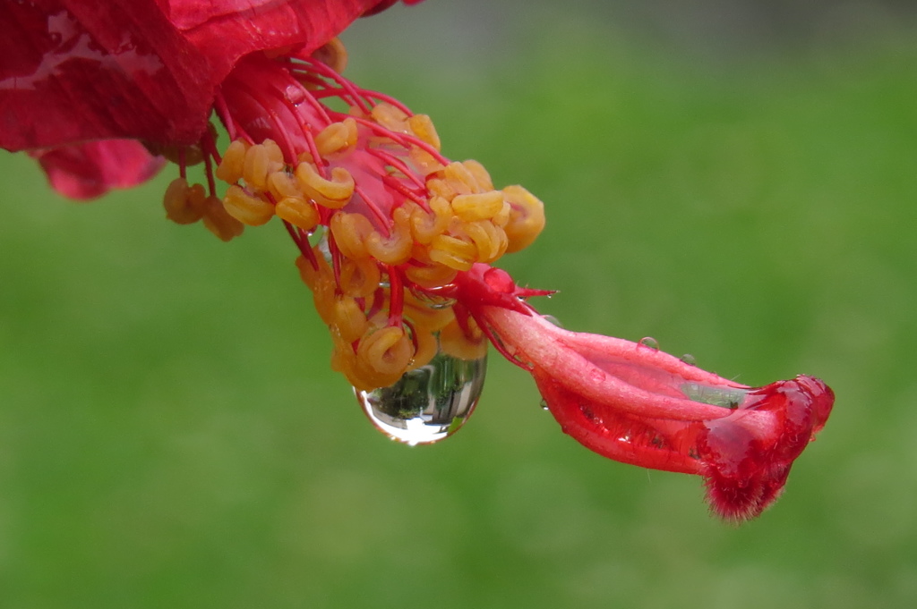 梅雨の雫～ハイビスカス