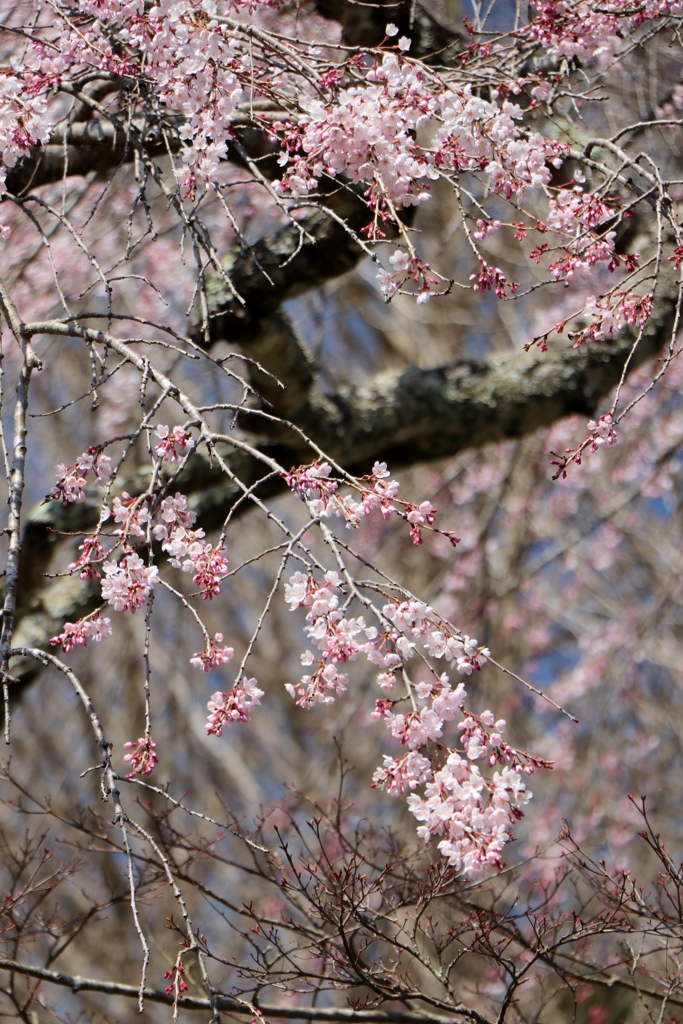 ほんのり桜色