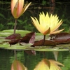 移ろい～熱帯睡蓮