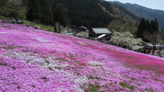 山間の芝桜～国田家