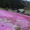 山間の芝桜～国田家