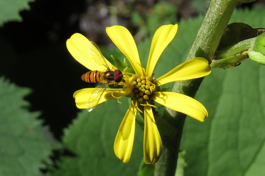 香りに誘われて～雄宝香