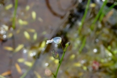 湿原の花たち～ムラサキミミカキグサ