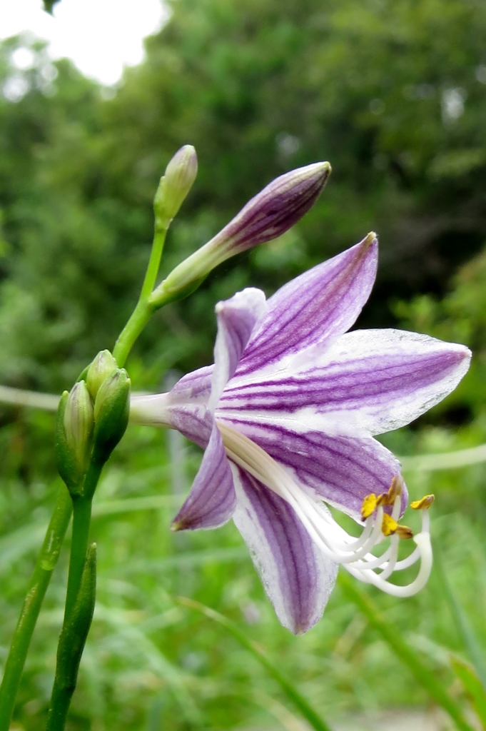 湿原の花たち～ミズギボウシ
