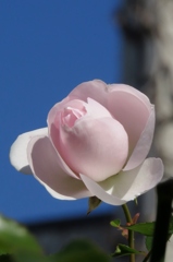 初冬の薔薇