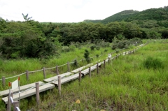 湿原の道続き～葦毛湿原