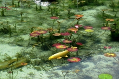モネの池～黄金色