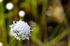 湿原の花たち～シラタマホシクサ