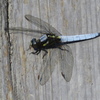 湿原の虫達～シオヤトンボ♂