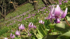 紫のウェーブ～カタクリの花