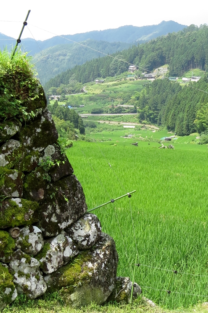 棚田夏～積石苔生し