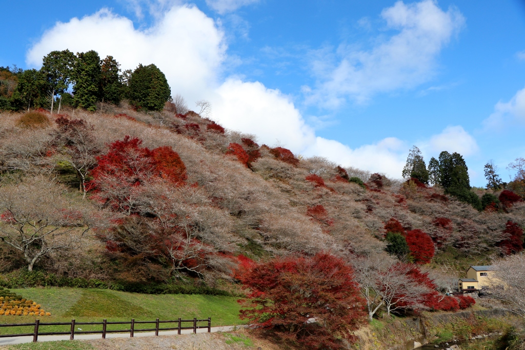青と白と赤～小原四季桜
