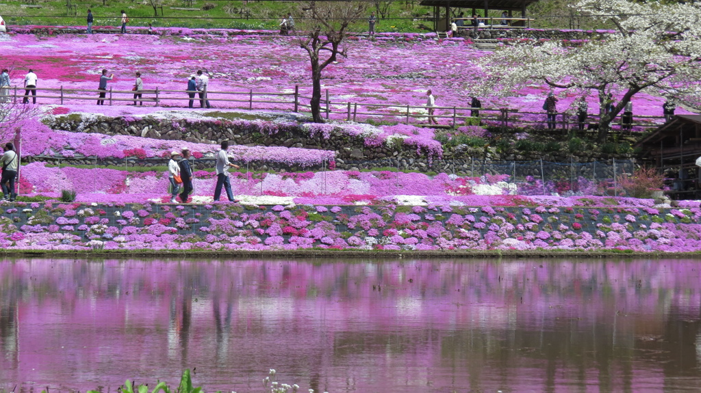 芝桜を写す