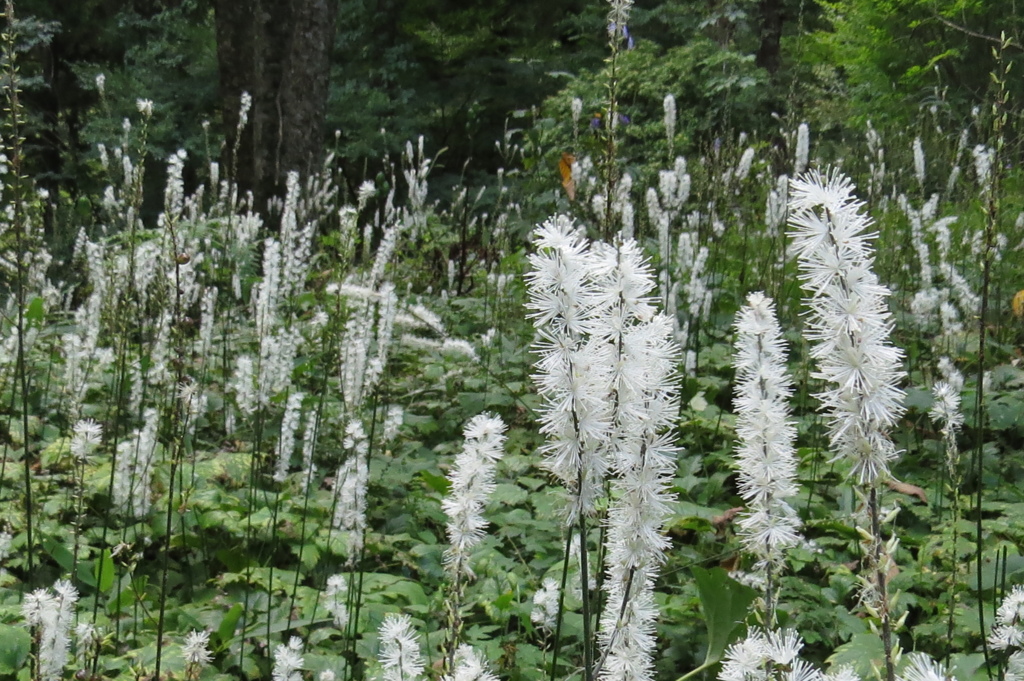 高原の花たち～サラシナショウマ(群生）
