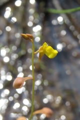 湿原の花たち～ミミカキグサ