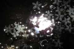 花筏光り～エゴノキ