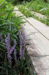 湿原の花たち～ヤブラン