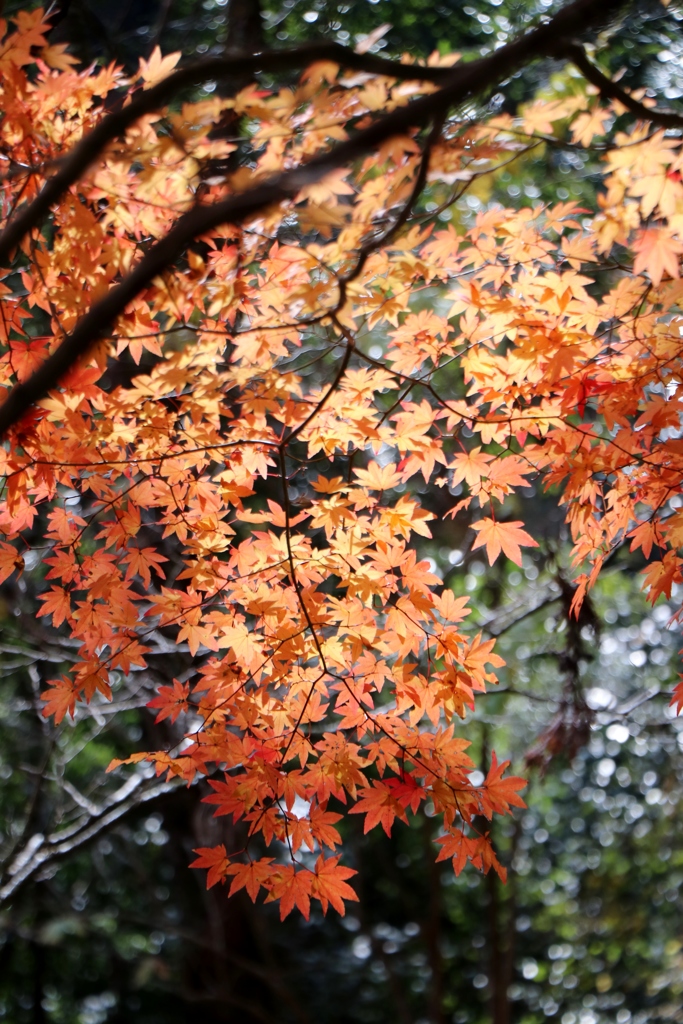 照葉もみじ～四景