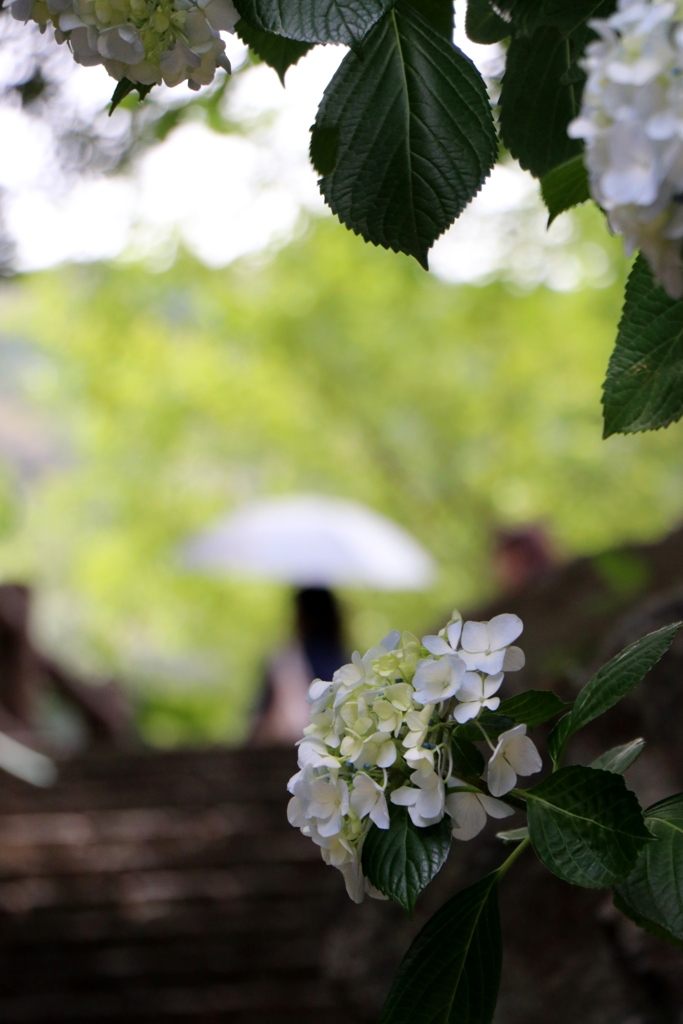 形原あじさいの里～紫陽花トンネル