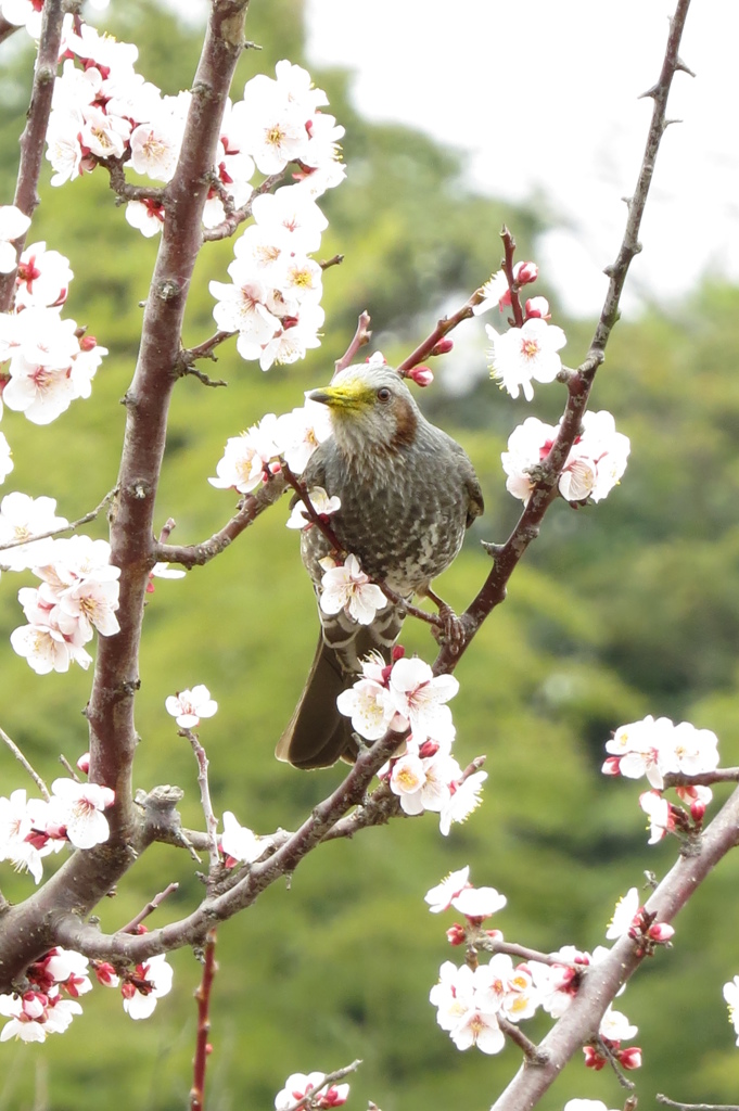 梅にヒヨドリ